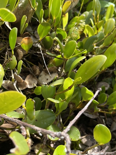 Stelis sclerophylla, photograph 2