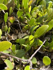 Stelis sclerophylla, photograph Nicolás Baresch Uribe, CC BY, iNaturalist via GBIF