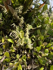 Stelis sclerophylla, photograph Nicolás Baresch Uribe, CC BY, iNaturalist via GBIF