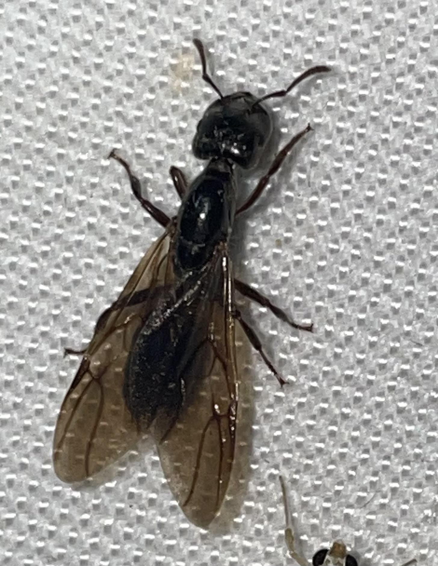 Crematogaster depressa