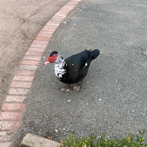 Pato criollo (Cairina moschata)