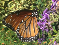 Danaus gilippus