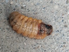 Sceliphron caementarium