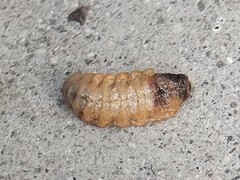Sceliphron caementarium