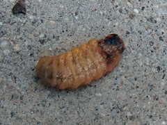 Sceliphron caementarium
