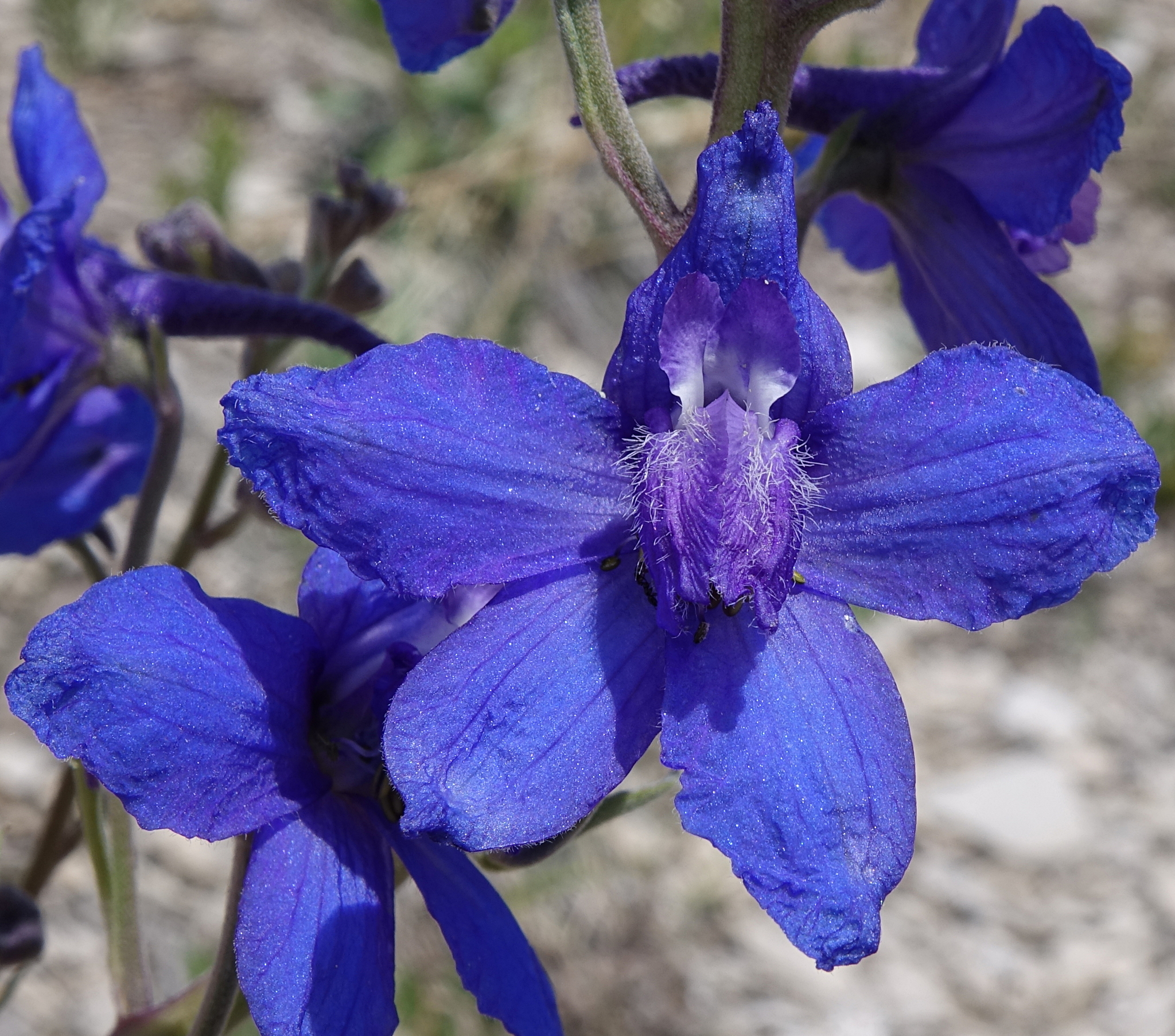 Delphinium geyeri