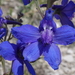 Delphinium geyeri - Photo (c) FrontRangeWildflowers, μερικά δικαιώματα διατηρούνται (CC BY-NC), uploaded by FrontRangeWildflowers