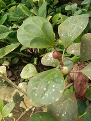 Ficus deltoidea