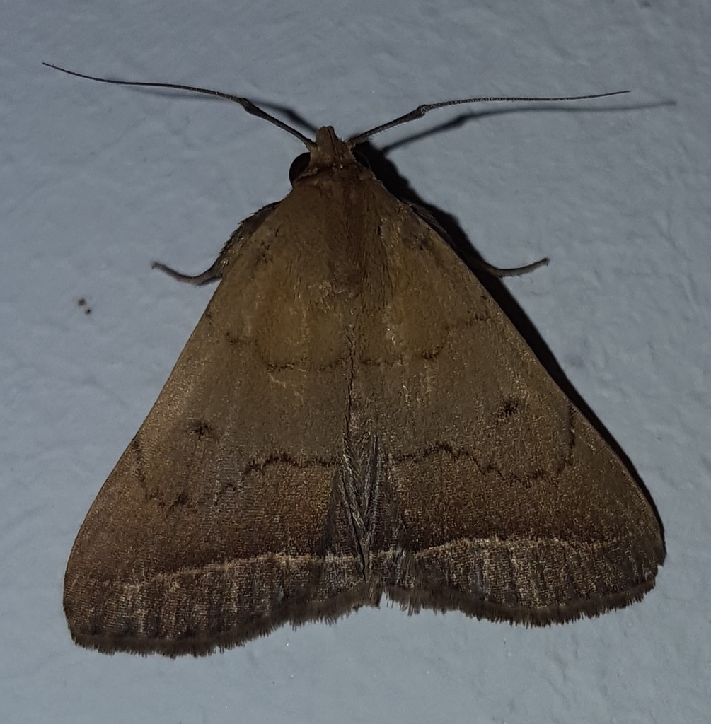 Simplicia pannalis