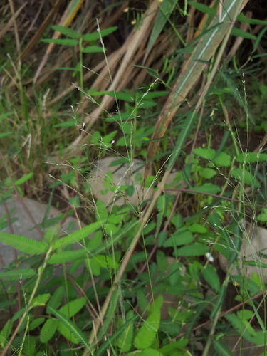 Eragrostis pilosa image