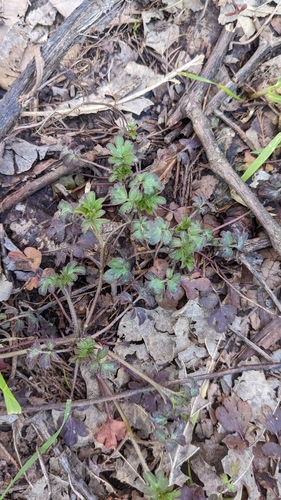 Image of Phacelia ranunculacea by (c) rainbowkitten, some rights reserved (CC BY)