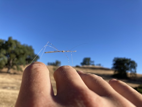 iNaturalist observation photo of Emesaya brevipennis