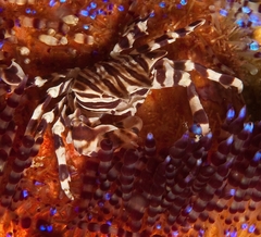 Zebrida adamsii
