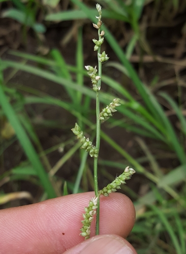 Echinochloa colonum image