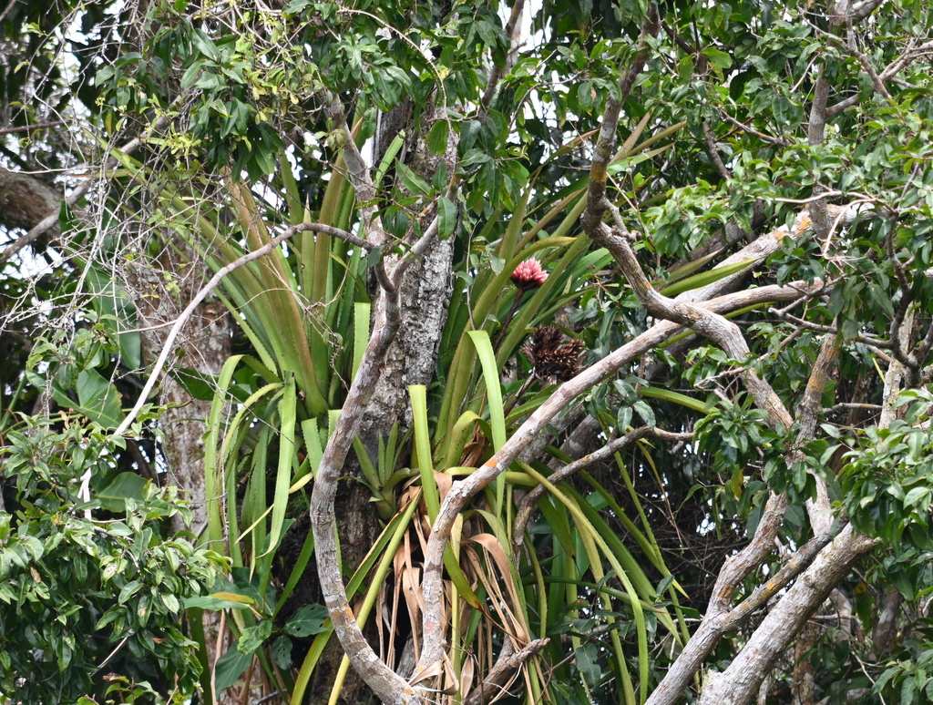 Aechmea rodriguesiana (Aechmea rodriguesiana)