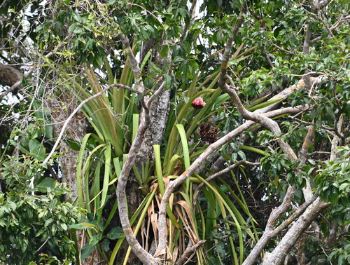 Aechmea rodriguesiana (Aechmea rodriguesiana)