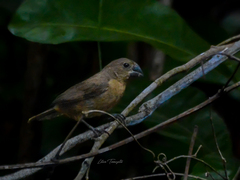 Chestnut-Bellied Seed-Finch photo 3