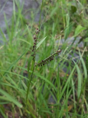 Paspalum distichum image