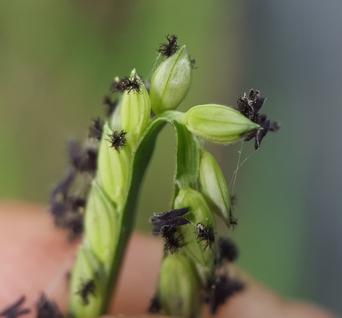 Paspalum distichum image