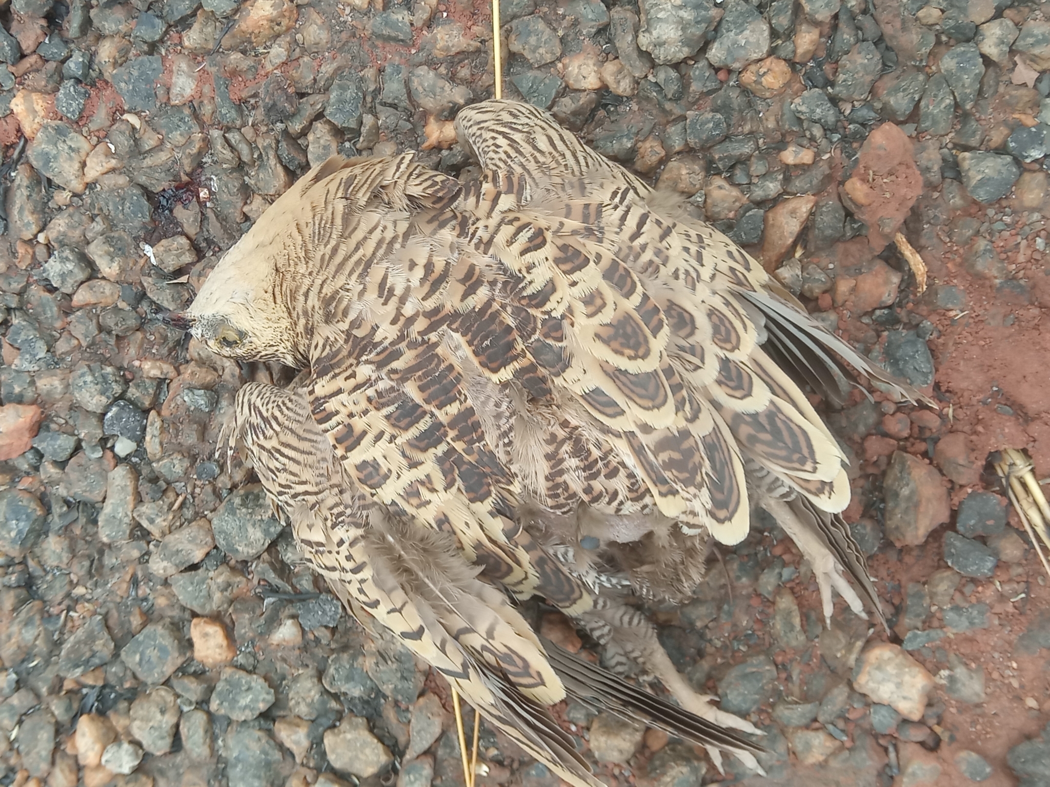 Four-banded Sandgrouse (Pterocles quadricinctus), photo 10