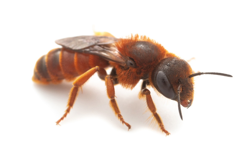 Osmia rutila