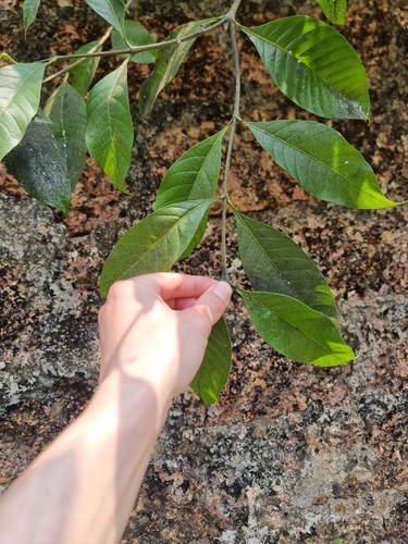 Image of Kopsia fruticosa by (c) Daniel Cahen, some rights reserved (CC BY)