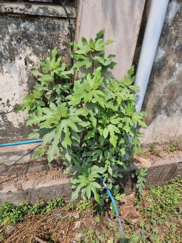 Ficus exasperata (Ficus exasperata)