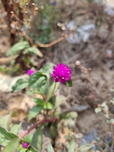 Image of Gomphrena globosa by (c) Daniel Cahen, some rights reserved (CC BY)