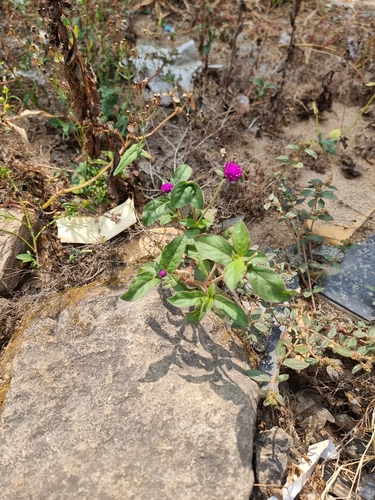 Image of Gomphrena globosa by (c) Daniel Cahen, some rights reserved (CC BY)