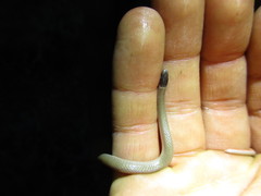 Tantilla hobartsmithi