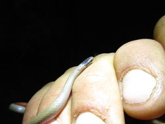 Tantilla hobartsmithi