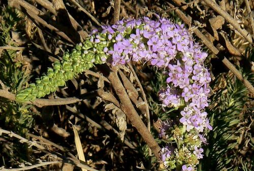 Mentha longifolia image