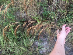 Sorghastrum