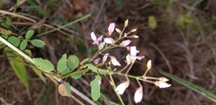 Lespedeza stuevei