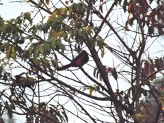 Hypopyrrhus pyrohypogaster