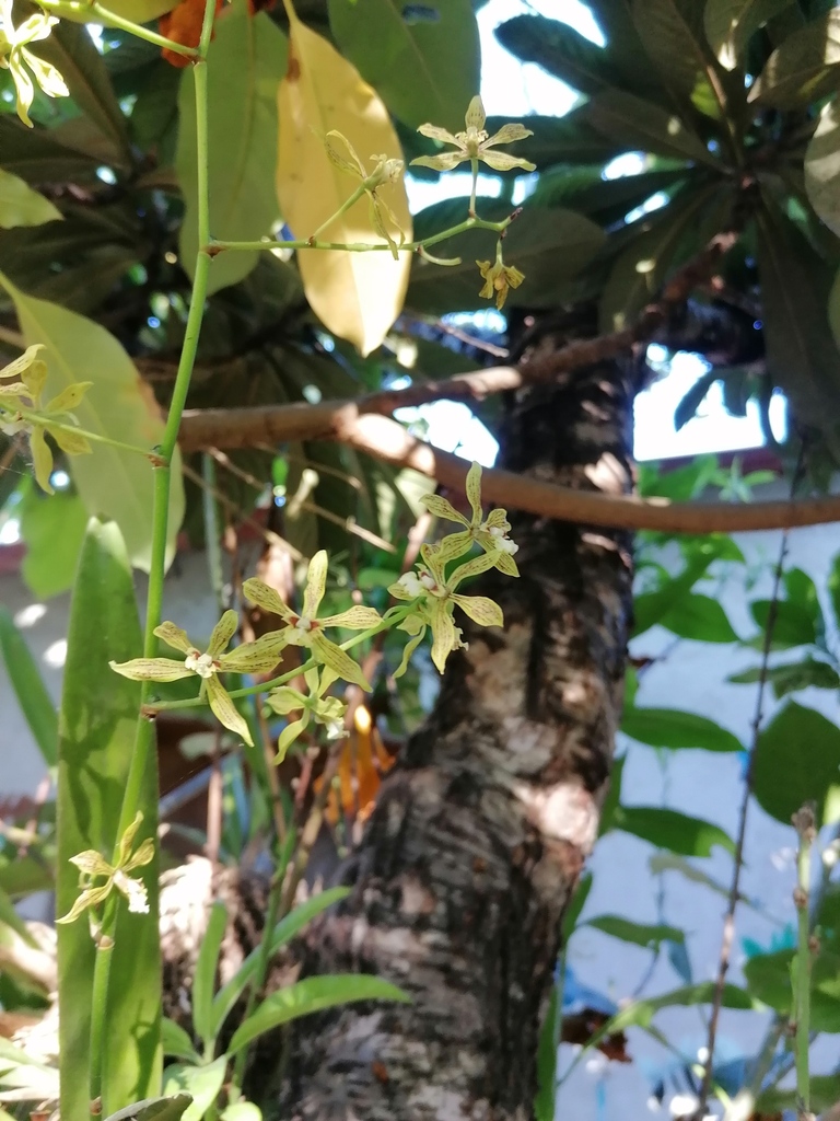 Encyclia rzedowskiana Soto Arenas 4