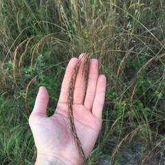 Sorghastrum