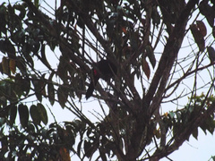 Hypopyrrhus pyrohypogaster