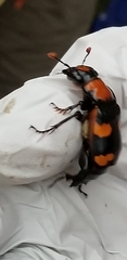 Nicrophorus americanus