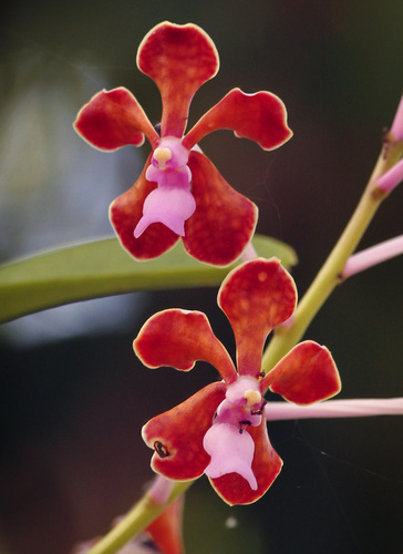 Perplexa Orchid