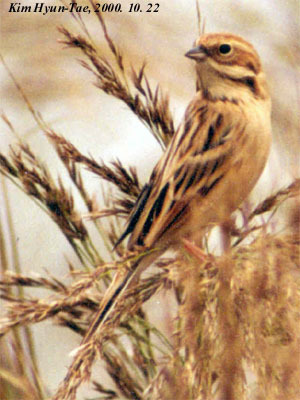 Emberiza pallasi