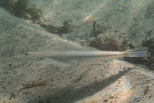 Bartail flathead (Platycephalus endrachtensis) — Platycephalidae