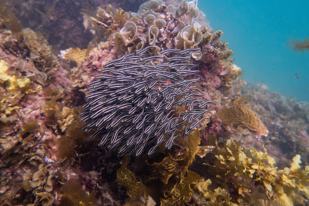 Striped Eel Catfish from Sydney NSW, Australia on March 19, 2023 at 03