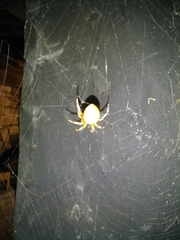 Araneus marmoreus
