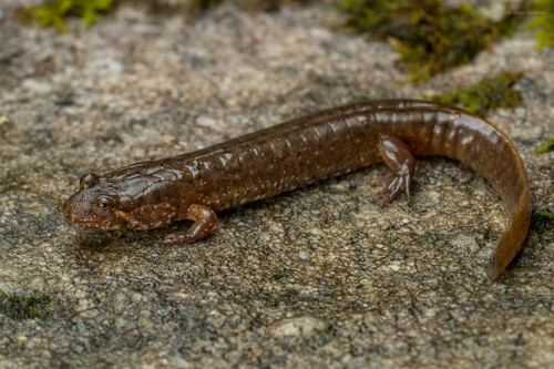 Desmognathus cheaha