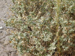 Malacothamnus orbiculatus