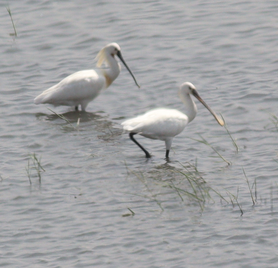 Red Sea Eurasian Spoonbill