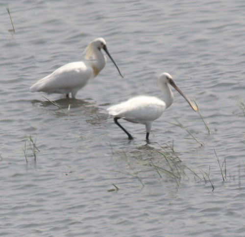 Eurasian Spoonbill