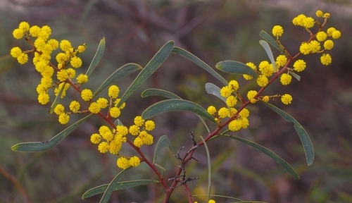 northern manna wattle (Acacia daphnifolia)
