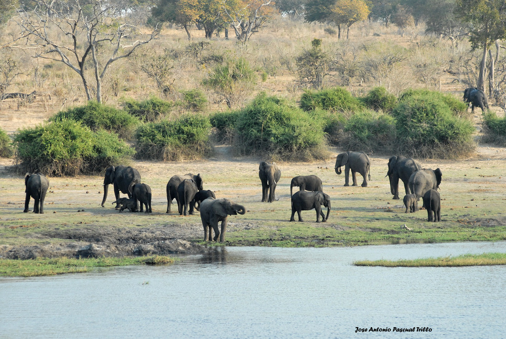 Loxodonta africana, , by jose_antonio_pascual_trillo